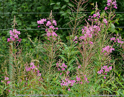 Epilobium angustifolium - Wierzbówka kiprzyca