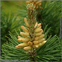 Pinus mugo 'Columnaris' - Sosna górska 'Columnaris'