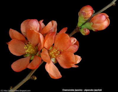 Chaenomeles japonica flower - Pigwowiec japoński kwiaty