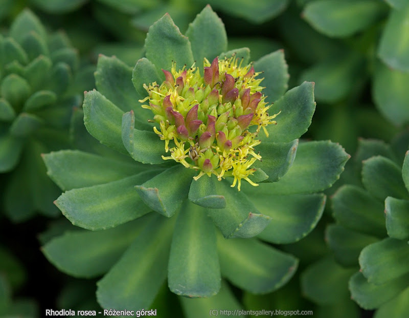 Rhodiola rosea flowers - Różeniec górski kwiaty