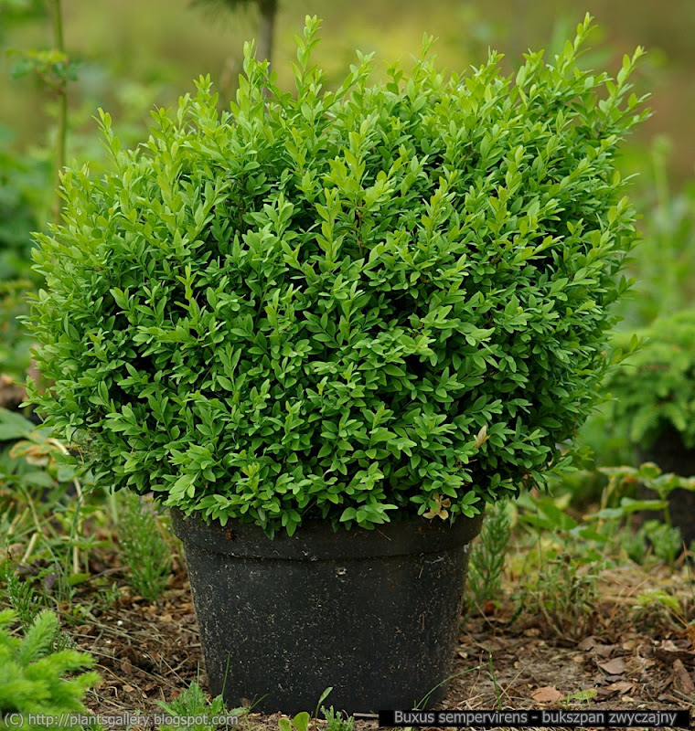 Buxus sempervirens habit young plant - Bukszpan zwyczajny pokrój młodej rośliny