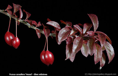 Prunus cerasifera 'Hessei' friut - Śliwa wiśniowa 'Hessei' owoce