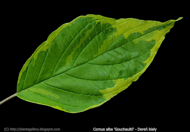 Cornus alba 'Gouchaultii' leaf - Dereń biały 'Gouchaultii' liść