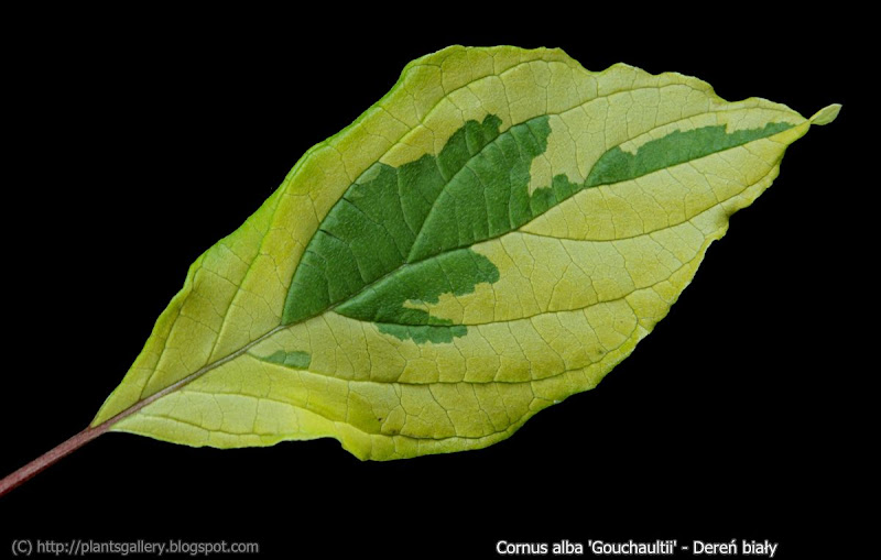 Cornus alba 'Gouchaultii' leaf - Dereń biały 'Gouchaultii' liść