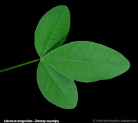 Laburnum anagyroides leaf - Złotokap zwyczajny liść