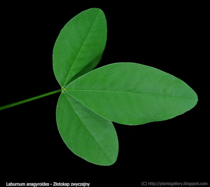 Laburnum anagyroides leaf - Złotokap zwyczajny liść