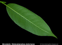Salix pentandra leaf - Wierzba pięciopręcikowa, wierzba laurowa liść