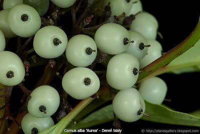 Cornus alba 'Aurea' fruit - Dereń biały 'Aurea' owoce
