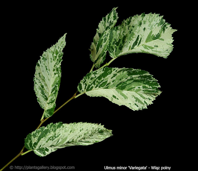 Ulmus minor 'Variegata' - Wiąz polny młody przyrost 