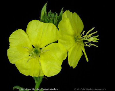 Oenothera biennis flower - Wiesiołek dwuletni kwiat