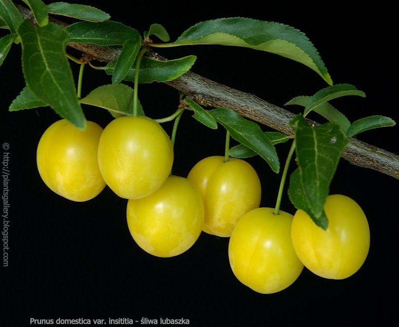 Prunus domestica var. insititia fruits - Śliwa lubaszka owoce 