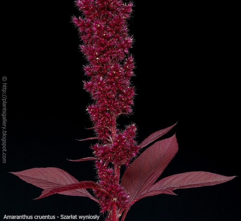 Amaranthus cruentus  fructification  leawes - Szarłat wyniosły   owocostan     liście       