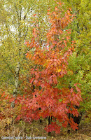Quercus rubra autumn - Dąb czerwony jesienią