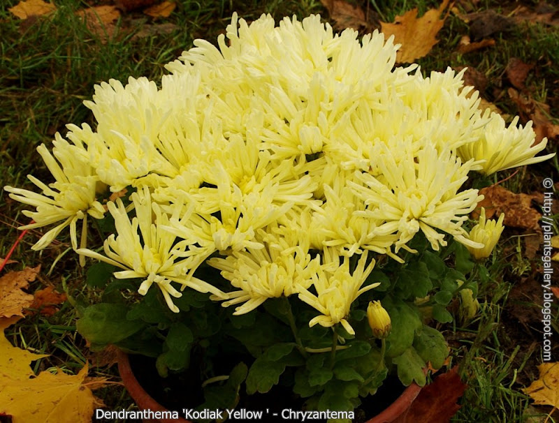 Dendranthema 'Kodiak Yellow' habit - Chryzantema 'Kodiak Yellow' pokrój