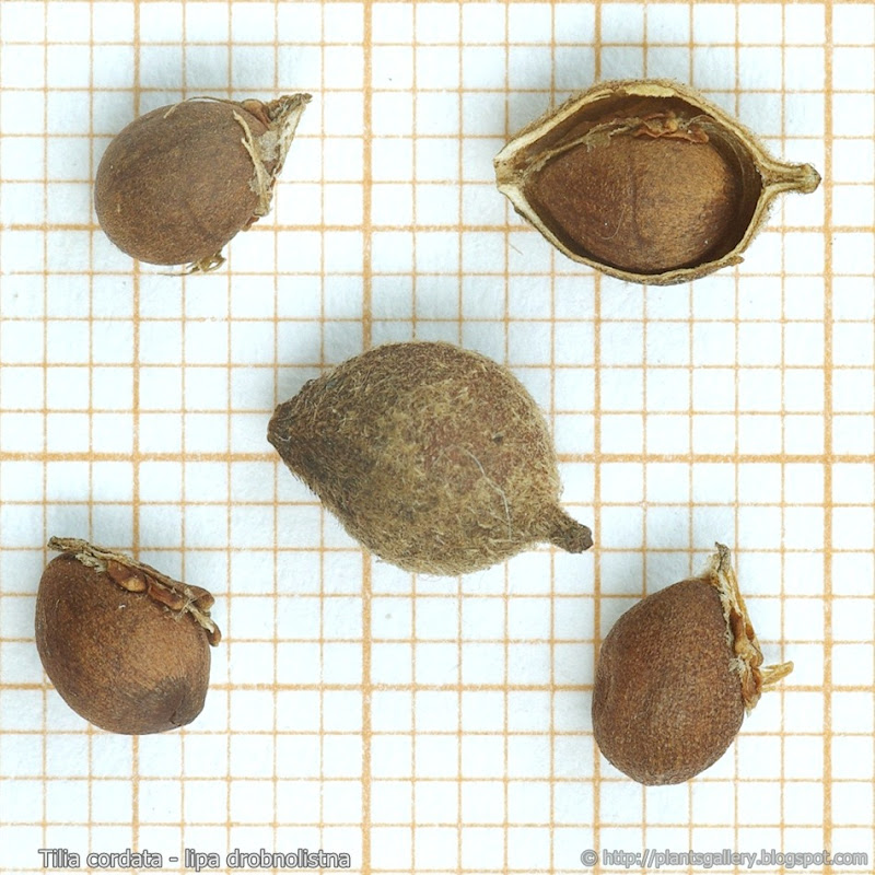 Tilia cordata seeds - Lipa drobnolistna nasiona
