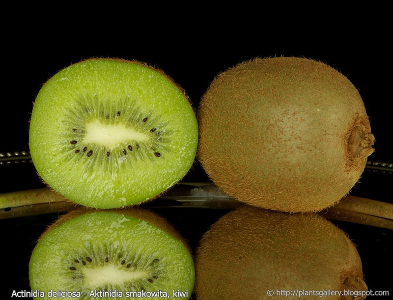 Actinidia deliciosa fruit - Aktinidia smakowita, kiwi owoce