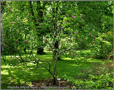 Magnolia liliflora 'Nigra' - Magnolia purpurowa 'Nigra'