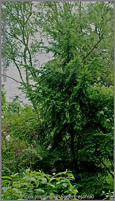 Picea jezoensis - Świerk ajański