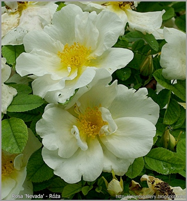 Rosa 'Nevada' - Róża 'Nevada'