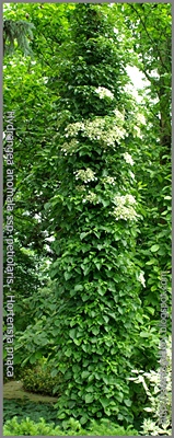 Hydrangea anomala ssp. petiolaris - Hortensja pnąca