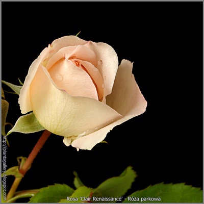 Rosa 'Clair' - Róża parkowa 'Clair'