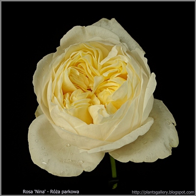 Rosa 'Nina' - Róża parkowa 'Nina'