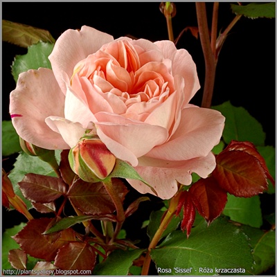 Rosa 'Sissel' - Róża krzaczasta 'Sissel'