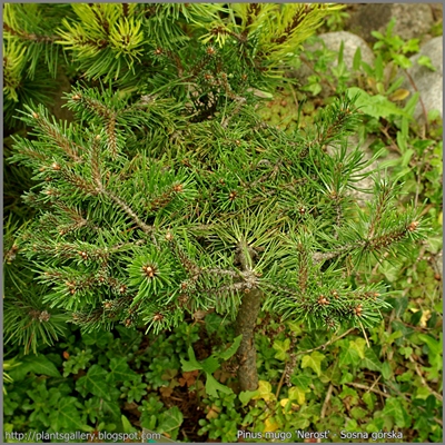 Pinus mugo 'Nerost' - Sosna górska 'Nerost'