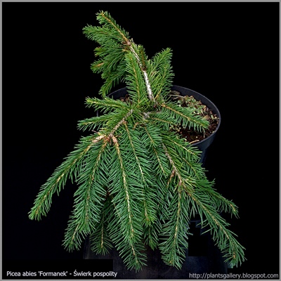Picea abies 'Formanek' - Świerk pospolity 'Formanek'