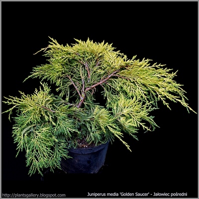 Juniperus media 'Golden Saucer' - Jałowiec pośredni 'Golden Saucer'