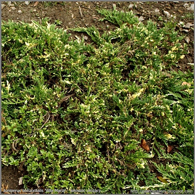 Juniperus horizontalis 'Villa Maria' - Jałowiec płożący 'Villa Maria' 