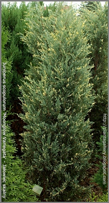 Juniperus scopulorum 'Moonglow Variegata' - Jałowiec skalny 'Moonglow Variegata'