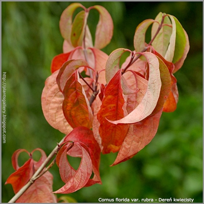 Cornus florida var. rubra - Dereń kwiecisty