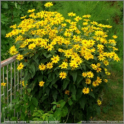 Heliopsis scabra - Słoneczniczek szorstki