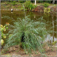 Salix eleagnos - Wierzba siwa