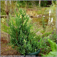 Juniperus chinensis 'Stricta Variegata' - Jałowiec chiński 'Stricta Variegata'