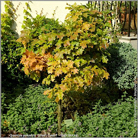 Quercus palustris 'Green Dwarf' - Dąb błotny 'Green Dwarf'