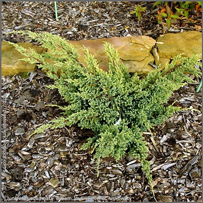 Juniperus squamata 'Dream Joy' - Jałowiec łuskowaty 'Dream Joy'