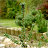 Pinus parviflora 'Brevifolia' - Sosna drobnokwiatowa 'Brevifolia' 