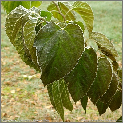 Morus alba 'Contorta' - Morwa biała 'Contorta'