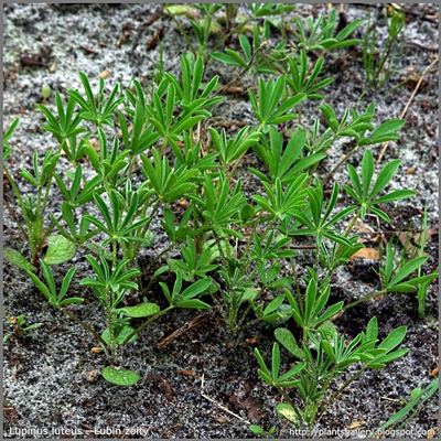 Lupinus luteus - Łubin żółty