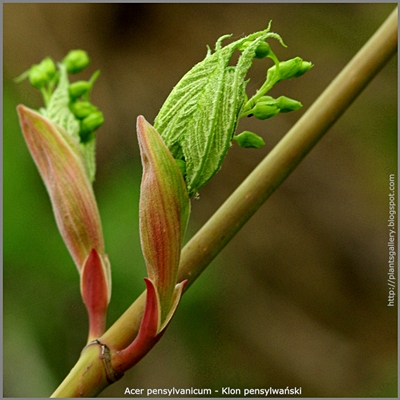 Acer pensylvanicum - Klon pensylwański pąki kwiatowe
