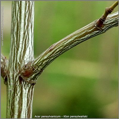 Acer pensylvanicum  - Klon pensylwański kora na młodych pędach