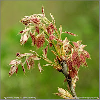 Quercus rubra - Dąb czerwony młode liście