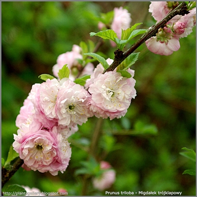 Prunus triloba flower - Migdałek trójklapowy kwiaty