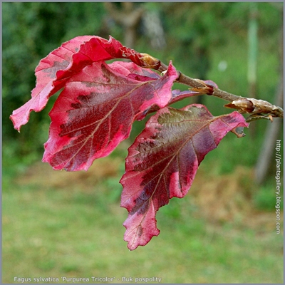 Fagus sylvatica 'Purpurea Tricolor' - Buk pospolity 'Purpurea Tricolor