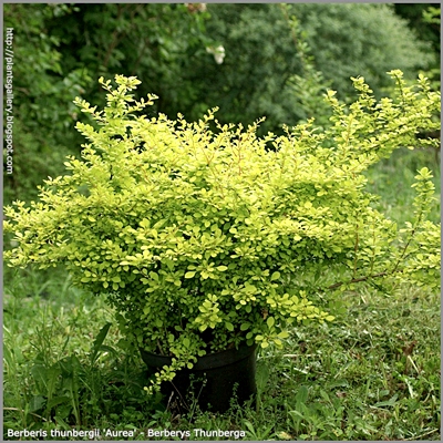 Berberis thunbergii 'Aurea' - Berberys Thunberga 'Aurea'