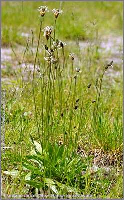Plantago lanceolata - Babka lancetowata pokrój