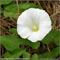 Calystegia sepium flower - Kielisznik zaroślowy kwiat