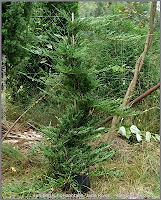 Juniperus horizontalis 'Jade River' - Jałowiec płożący 'Jade River' 